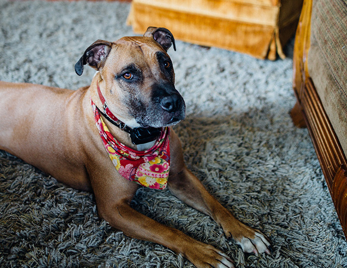 removing_pee_smell_from_rug
